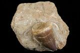 Mosasaur (Prognathodon) Tooth In Rock #70465-1